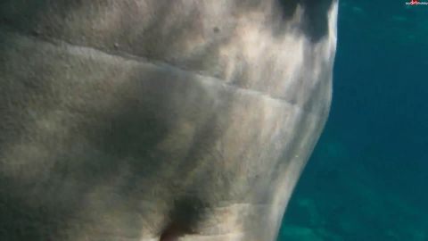 lynli - POV Unterwasser gefingert 2 [FullHD 1080P]