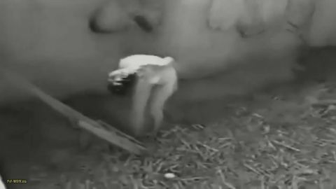 Deutsche_Dominaz - Der andere pool [HD 720P]