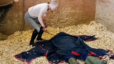 Madam M - Cropped Crushed Wrangled and Rolled trampled humiliated and discarded in extreme stable discipline [FullHD 1080P]