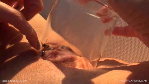 WASP EXPERIMENT 2017 September 15 [FullHD 1080P]