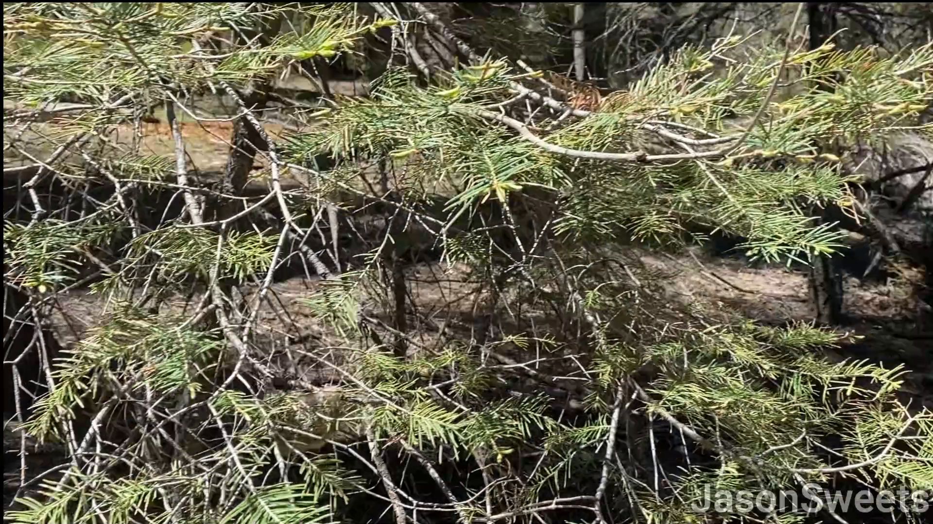 Jasonsweets Hiking Turns Into a Good Fuck Session